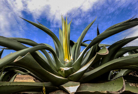 México; agave pulquero, Humberto Ordóñez