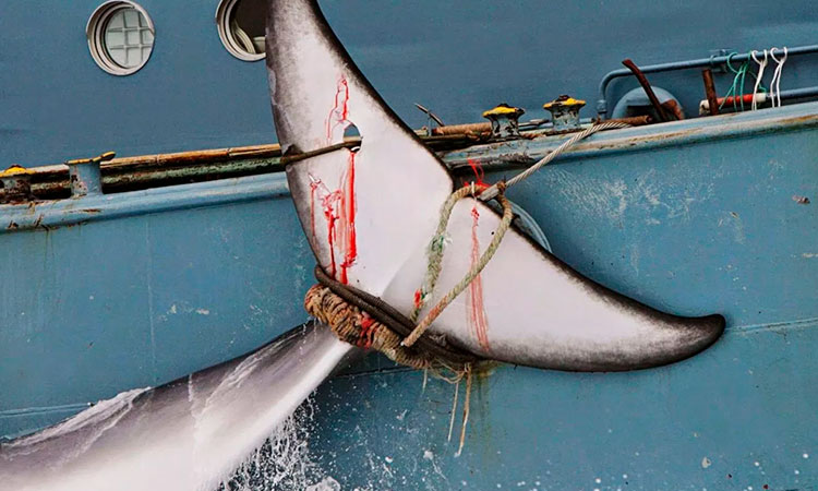 Caza de ballenas en Japón