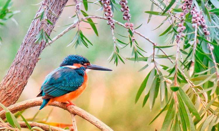 Campaña de refranes de PETA