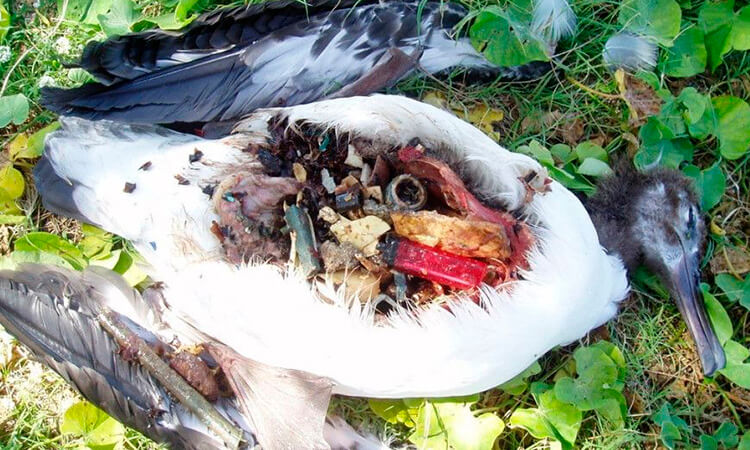 Animales que mueren por plástico 