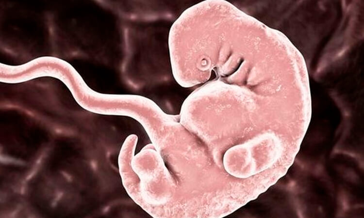 Embriones humanos/Científicos