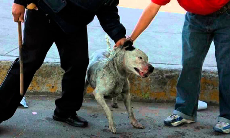 Perros en azoteas o en la calle / Gatos heridos