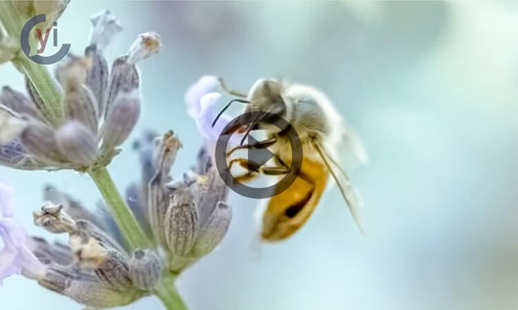 Abejas, el animal más importante del mundo