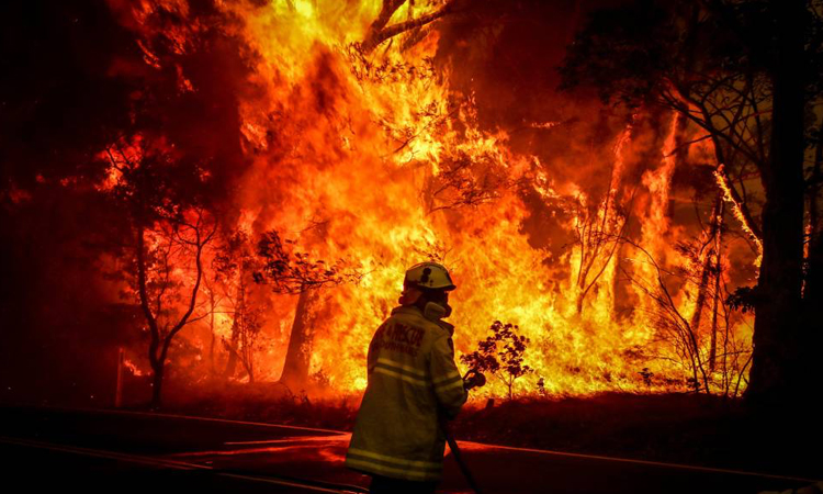 Bosques quemados