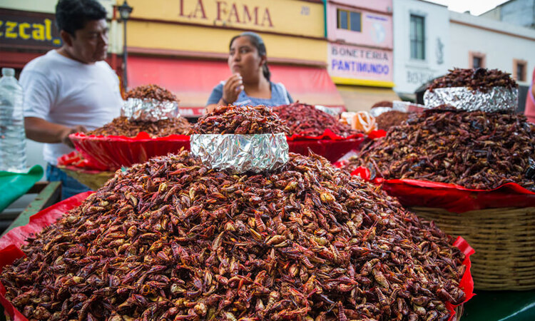 Insectos comestibles