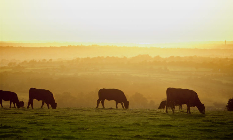 Ganadería ecológica