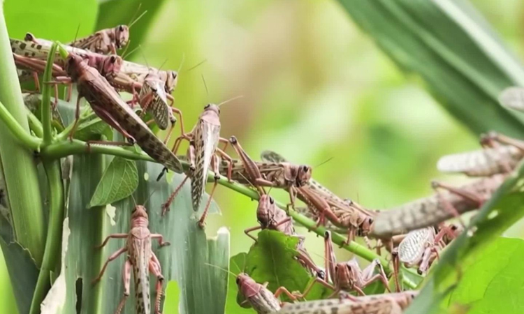 Plaga de Langostas se acerca a México