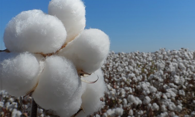 Producción de algodón y uso de herbicida