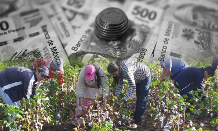 Producción de algodón 