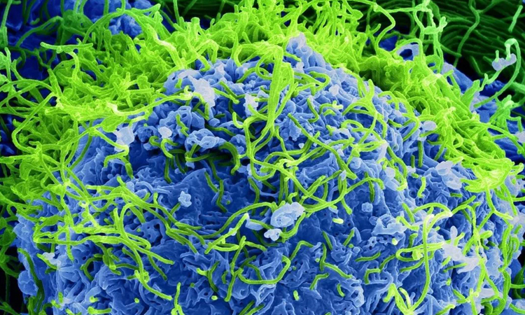 Virus que contagian al ser humano