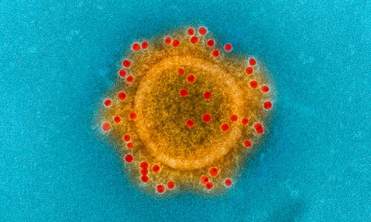 Mutación del COVID-19