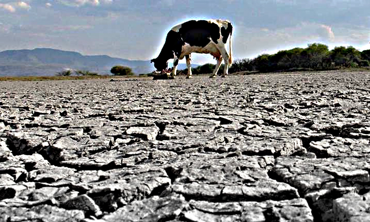 Baja producción agricola