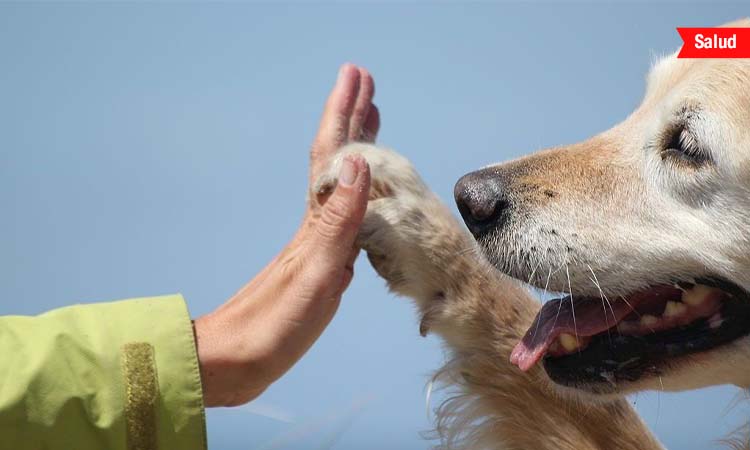 Animales para terapia